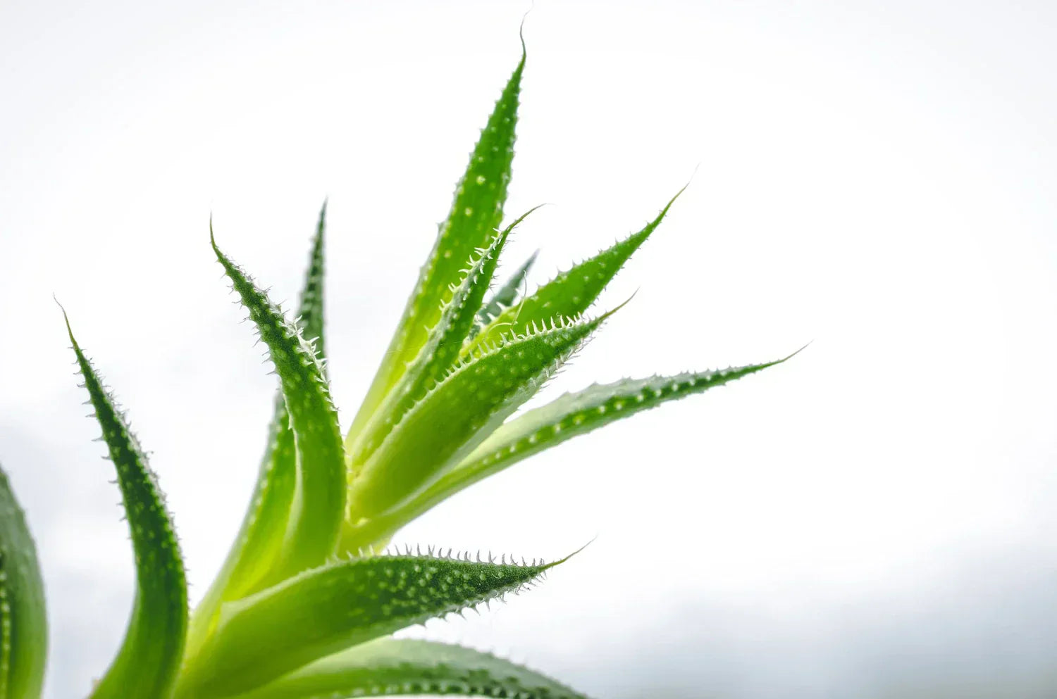 Aloe Vera: il rimedio naturale che la pelle maschile sottovaluta